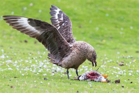 Best Great Skua Stock Photos, Pictures & Royalty-Free Images - iStock