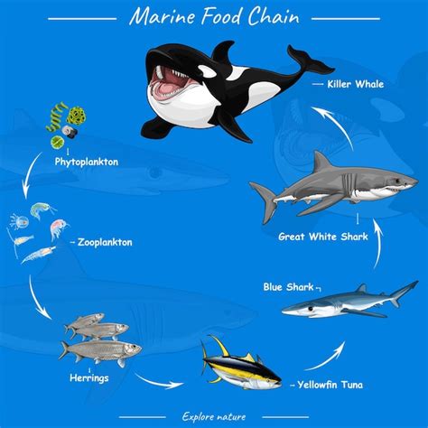 Marine Ecosystems Food Web