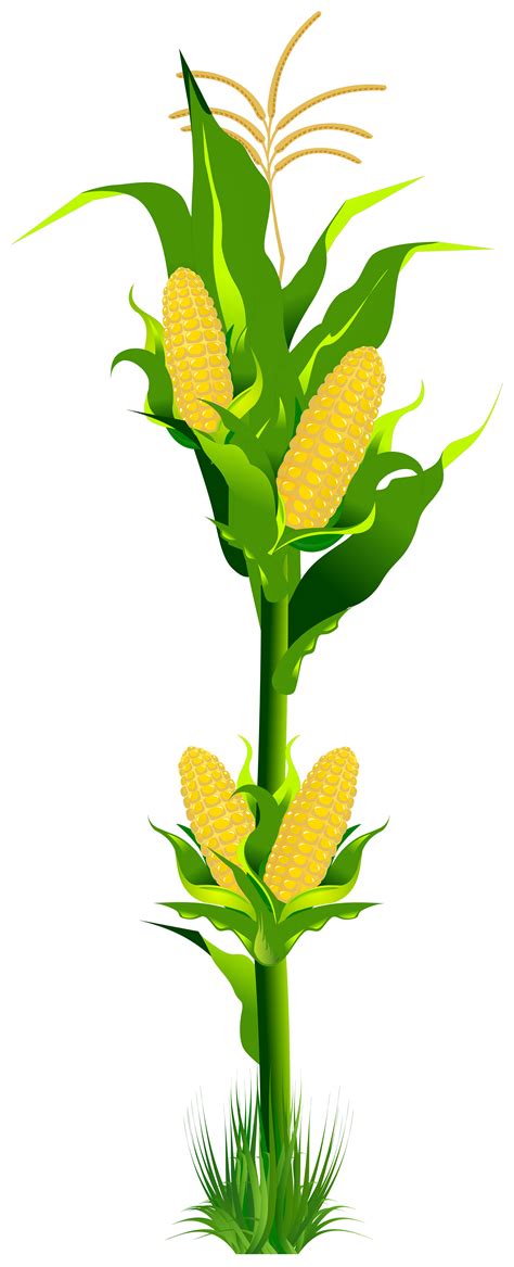 Free Corn Plant Cliparts, Download Free Corn Plant Cliparts png images, Free ClipArts on Clipart ...