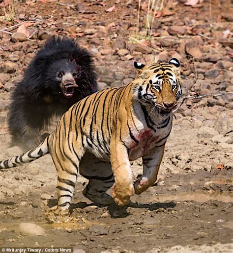 Video shows a tiger and bear fight in India | Daily Mail Online