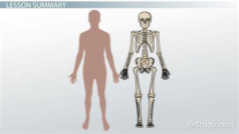 Endoskeleton & Exoskeleton Lesson for Kids - Lesson | Study.com