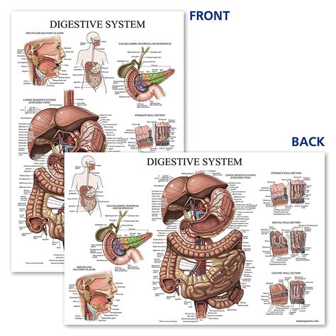 Digestive System – Anatomy Posters