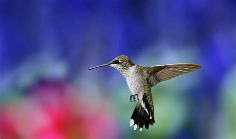 nature, Animals, Birds, Hummingbirds Wallpapers HD / Desktop and Mobile ...