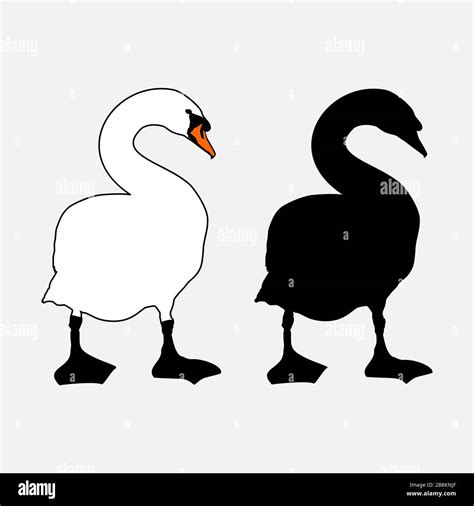 How To Draw A Baby Swan