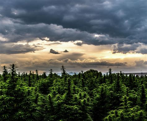 Hemp Field Sunset 22 Photograph by Hemp Landscapes - Fine Art America