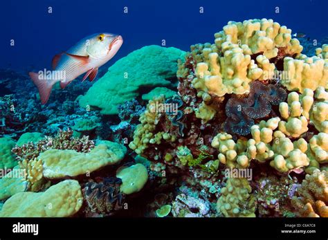 Kingman reef hi-res stock photography and images - Alamy