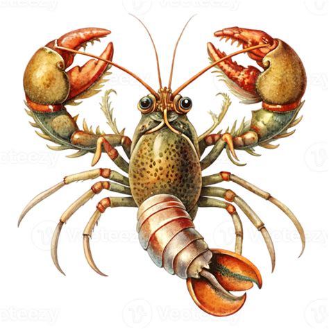 Lobster Vintage Illustration - Isolated on Transparent Background ...