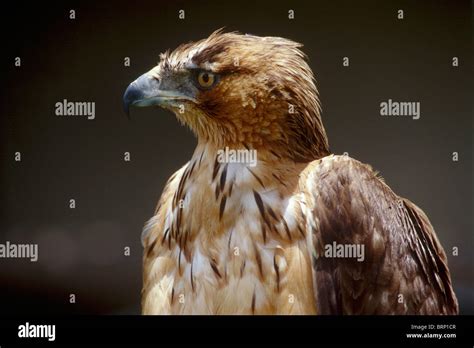 Portrait of a juvenile African Hawk eagle Stock Photo - Alamy