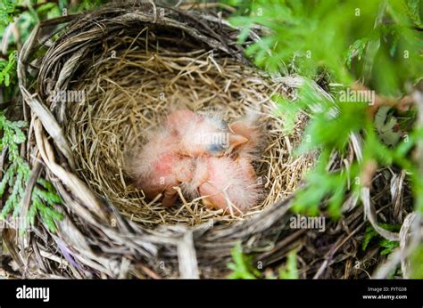 Robins nest hi-res stock photography and images - Alamy