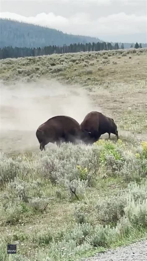 Bison Fight for Mating Rights in Yellowstone National Park