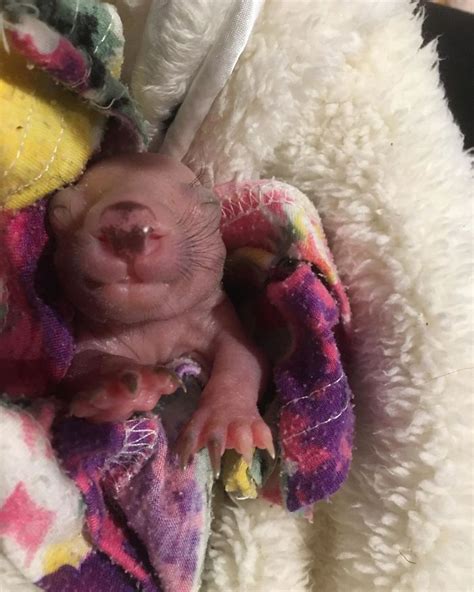 An Orphaned Baby Wombat Was Found In Her Dead Mother’s Pouch Weighing ...