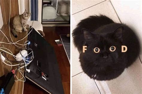 50 Perfectly Accurate Pics And Memes That Capture What It’s Like Living With Cats | Bored Panda