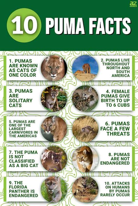 10 Incredible Puma Facts - A-Z Animals