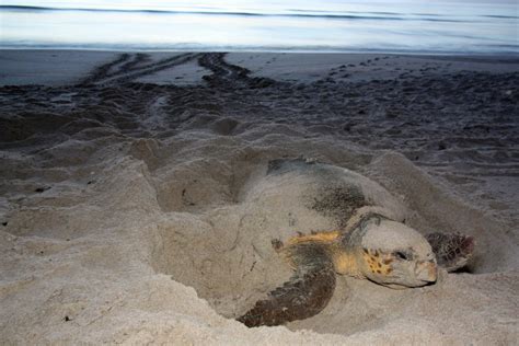 Everything You Need To Know About Sea Turtle Nesting