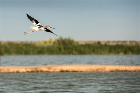 Colorado River Delta | Sonoran Institute