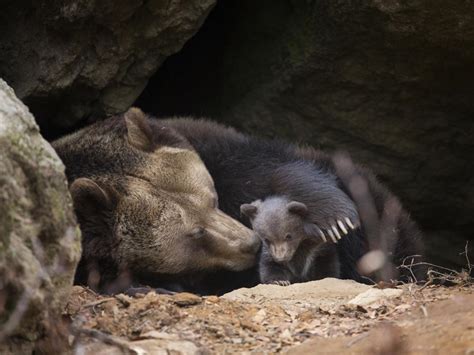 Utterly Incredible Facts About the Hibernation of Bears - Animal Sake