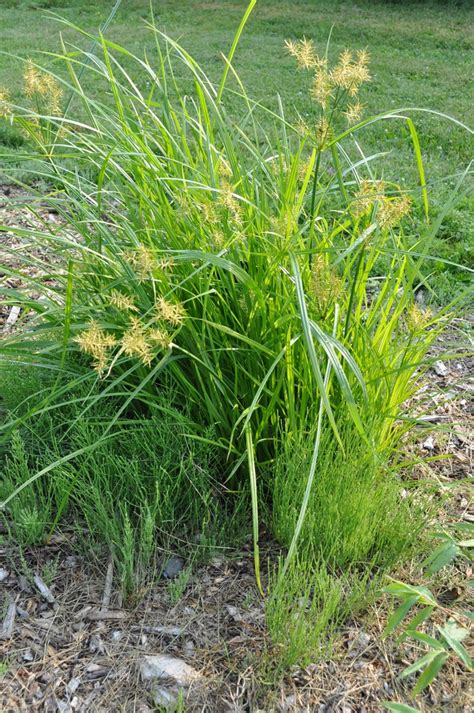 Yellow Nutsedge - Cyperus esculentus | North Carolina Extension Gardener Plant Toolbox