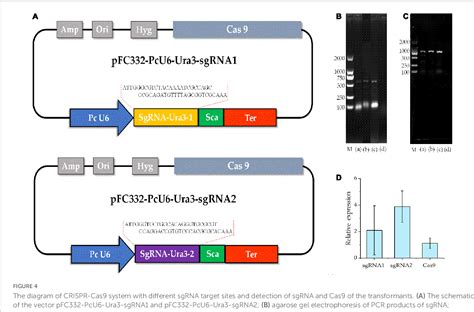 Table 1 from Genome editing in the edible fungus Poria cocos using CRISPR-Cas9 system ...