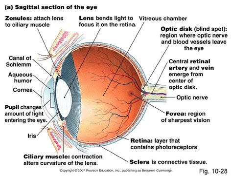 Seb Biology: 2.86- Structure and function of the eye