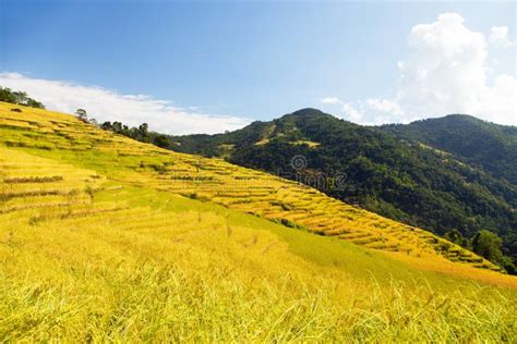 Rice or Paddy Fields in Nepal Himalayas Stock Photo - Image of countryside, himalayas: 114247936