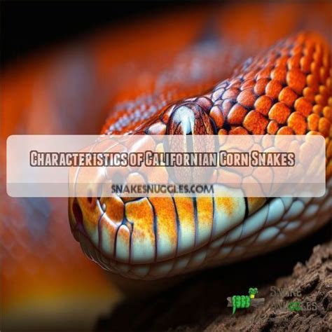 Do Corn Snakes Bite? What to Do if It Happens and How to Prevent It