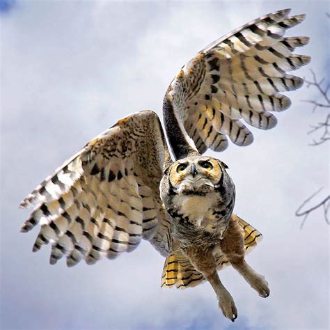 Great Horned Owl in Flight – Photo by Vic Schendel – Be Your Own Birder