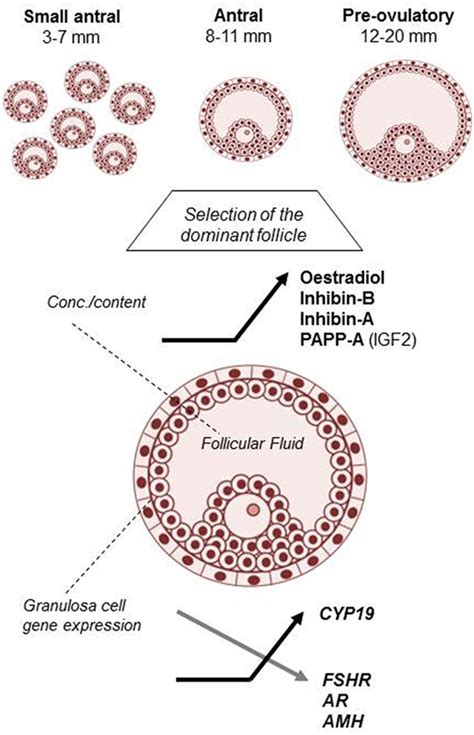 Frontiers | Hallmarks of Human Small Antral Follicle Development: Implications for Regulation of ...