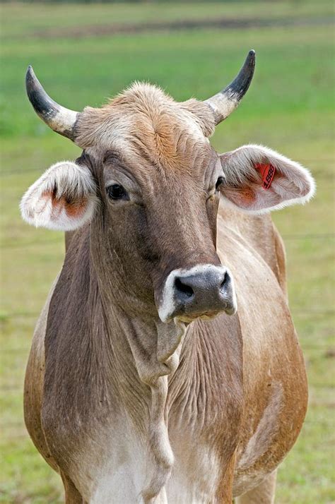 Brown Swiss Cow With Horns