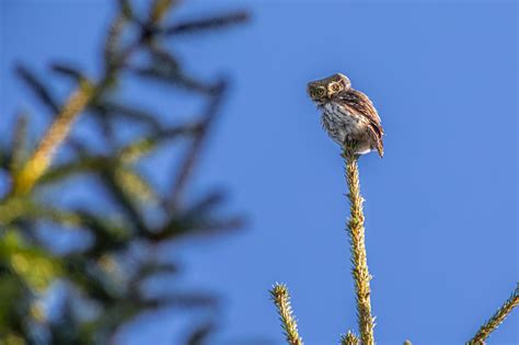 Eurasian Pygmy Owl Glaucidium - Free photo on Pixabay - Pixabay