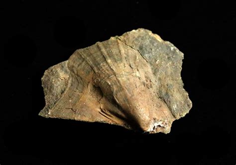 Bivalves - Collections - The Fossil Forum