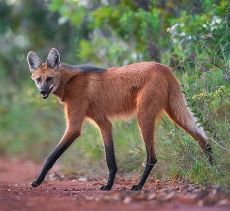 Wildlife Conservation on Instagram: "The Gorgeous Maned Wolf - Fox 🦊 on ...