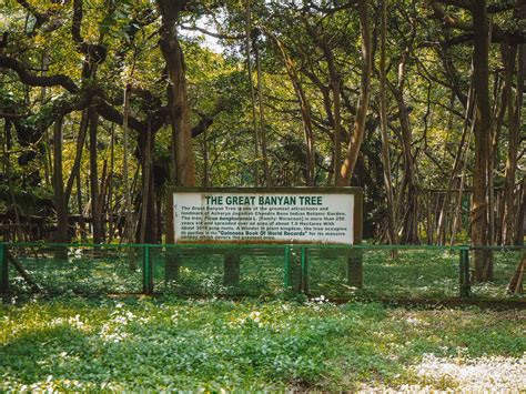 How To Visit The Great Banyan Tree In Kolkata Botanical Gardens!