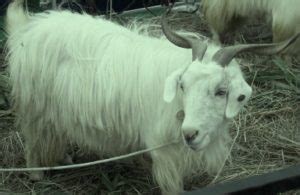 Indian Goat Breeds Information Guide | Agri Farming