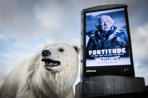 Polar Bear - Fortitude - Millennium FX