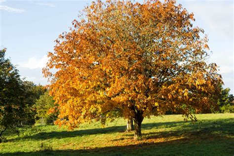 Autumn Adventures at Westonbirt Arboretum - Jaye Rockett