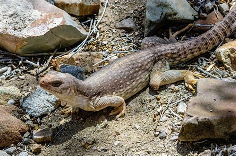 Desert Iguana – Facts, Size, Habitat, Pictures