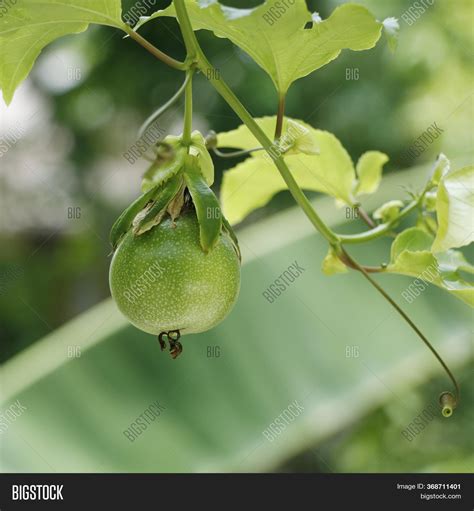 Yellow Passion Fruit Image & Photo (Free Trial) | Bigstock