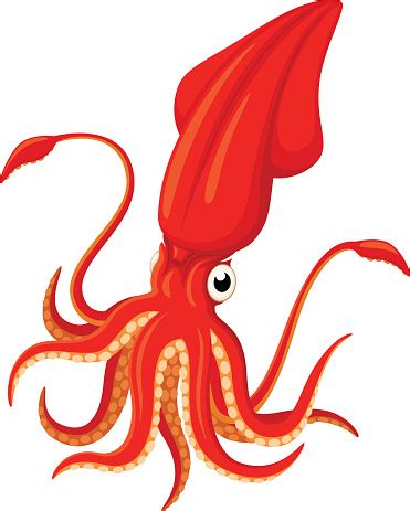 Squid Clip Art, Vector Images & Illustrations - iStock