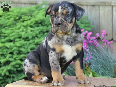 rottweiler pitbull mix puppies for sale near me - Lani Mercer