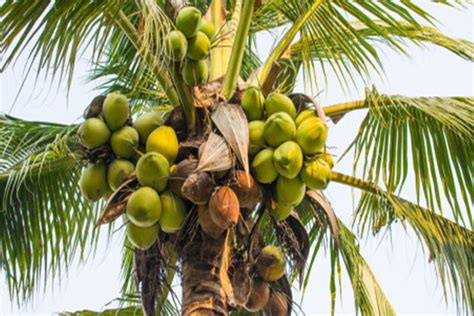 Pohon Kelapa Hijau