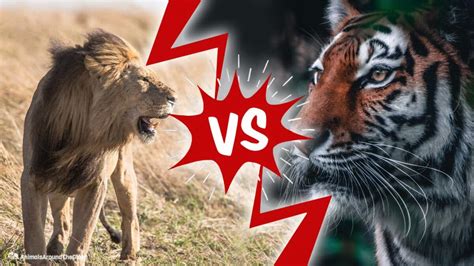 Lion Vs Tiger Fight