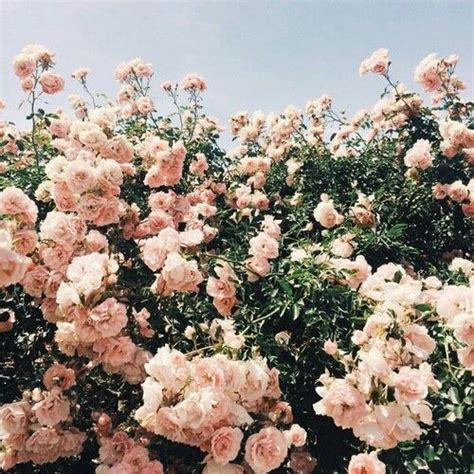 flower aesthetic on Tumblr