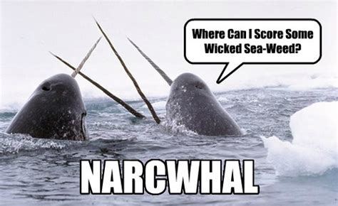 Animal Comedy - narwhal - Animal Comedy - Animal Comedy, funny animals ...