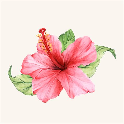 Download free Hibiscus Watercolor Painting Wallpaper - MrWallpaper.com