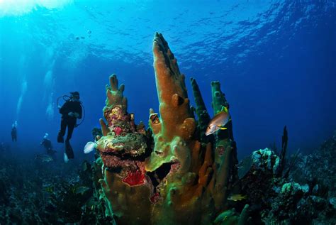 Guide to the Belize Barrier Reef – Belize Adventure