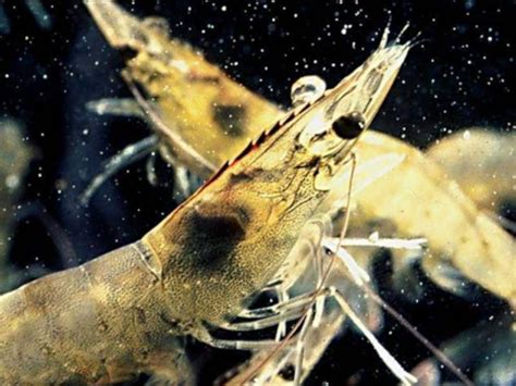 Oceanic Institute | Breeding a Better Shrimp