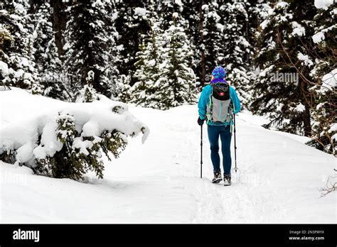 Female snowshoeing on a snow-covered trail with snow-covered evergreens in Banff National Park ...