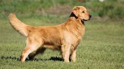 Golden Retriever Dog Breed Information & Facts - Pictures