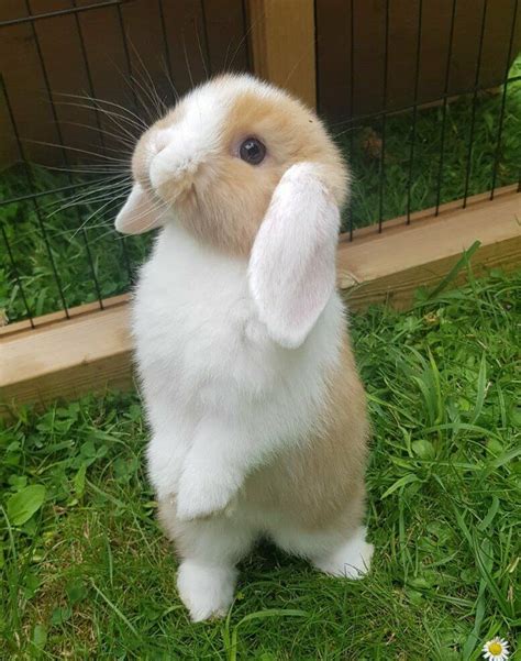 Baby Mini Lop Rabbits | in Gloucester, Gloucestershire | Gumtree