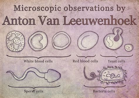 Microscopic observations by Anton Van Leeuwenhoek on Behance